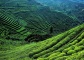 Mengding Ganlu Tea Farm