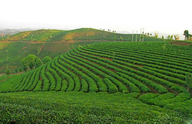 Farm of Pu Erh Tea
