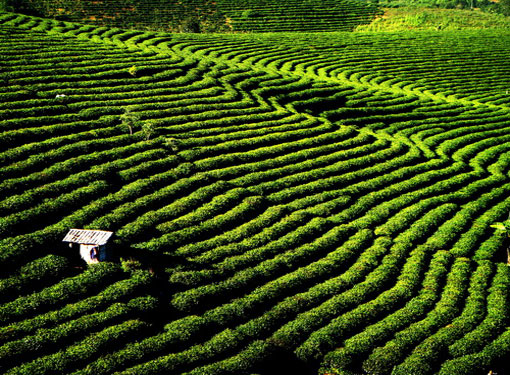 Farm of Pu Erh Tea