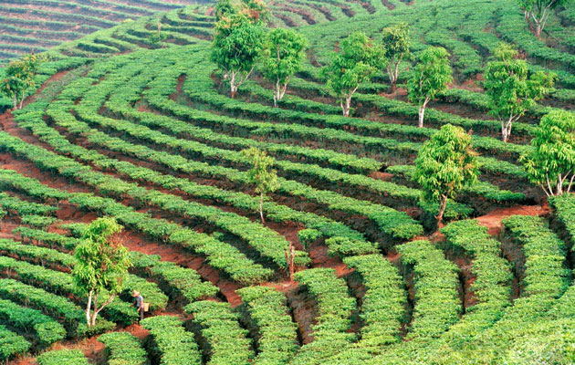 Pu Erh Tea Farm