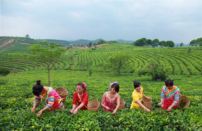 Pu Erh Tea Garden