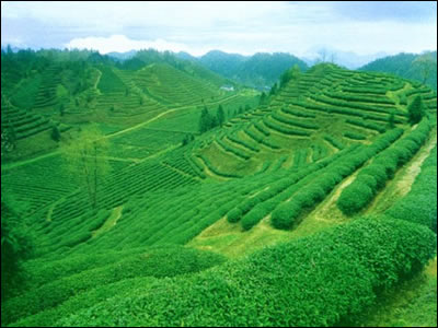 Keemun Black Tea, Qimen Black Tea Farm