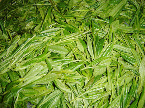 Taiping Hou Kui Tea Leaves