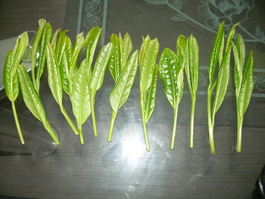 Taiping Hou Kui Tea Production