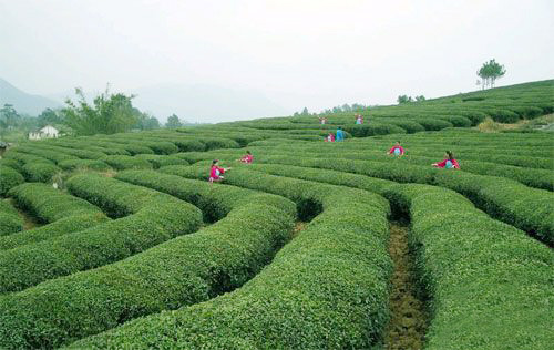 Taiping Hou Kui Tea Farm