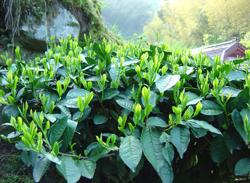 Garden of Taiping Hou Kui Tea