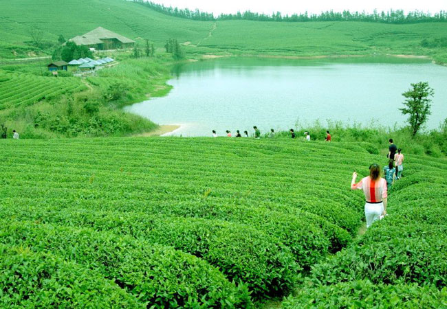 Tie Guanyin Tea Garden