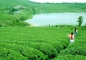 Tie Guanyin Tea Garden