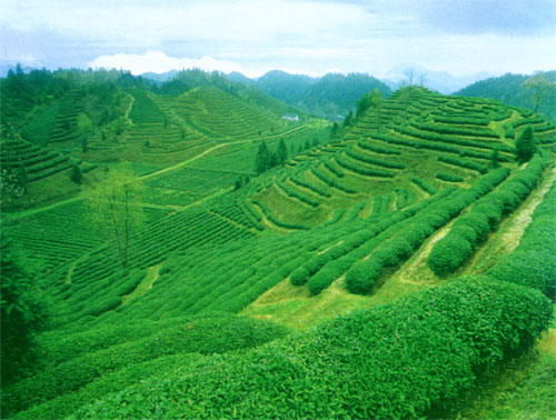 Tie Guanyin Farm