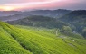 Tea Farm of Tie Guanyin