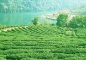 Tie Guanyin Tea Farm