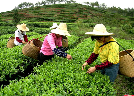 Tunxi Green Tea Garden