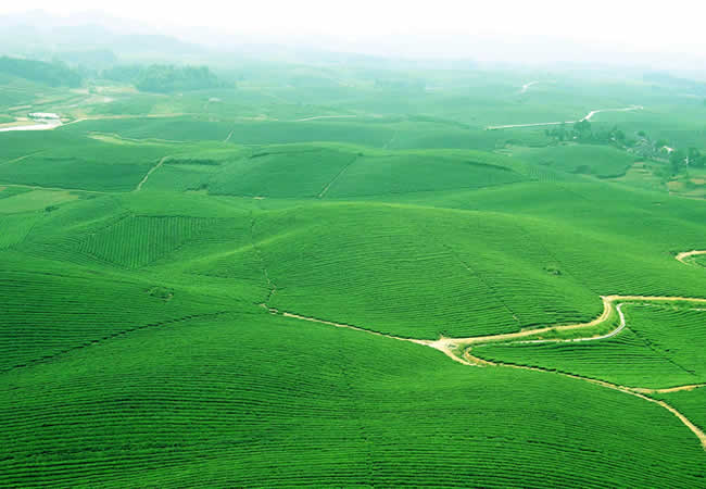 Tunxi Green Tea Farm