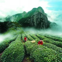 Wuyi Rock Tea