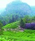 Garden of Wuyi Rock Tea