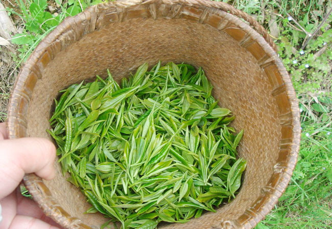Xinyang Maojian Tea Leaves