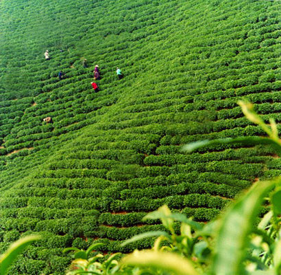 Xinyang Maojian Tea Garden