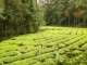 Yunnan Black Tea Garden