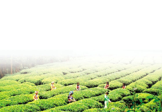 Yunnan Black Tea Farm