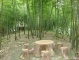 Culture Understanding-Bamboo Forest