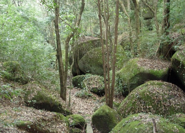 Gongyashan National Forest Park,Fujian Tour