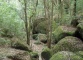 Gongyashan National Forest Park,Fujian Tour