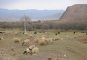 Sangke Pasture-Grazing sheep
