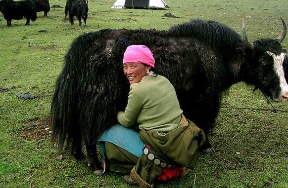 Sangke Pasture-Milking