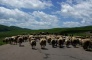 Sangke Pasture-sheep