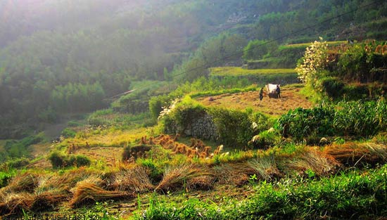 China Agriculture 6