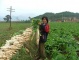 China Agriculture 11