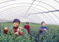 China Agriculture 7