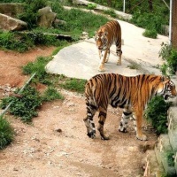 Shenzhen Safari Park