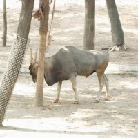 Shenzhen Safari Park