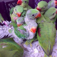 Nanning Flower and Bird Market