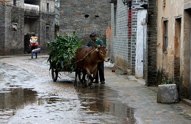 One Day Tour to Yangmei Ancient Town