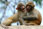 Monkeys at Yiling Cave
