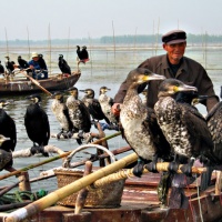 Cormorant Fishing Fun, Guilin Tours