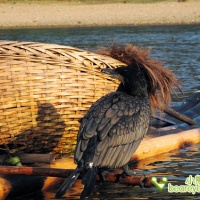 Cormorant Fishing Fun, Guilin Tours