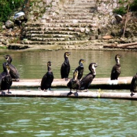 Cormorant Fishing Fun, Guilin Tours