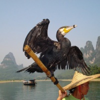 Cormorant Fishing Fun, Guilin Tours