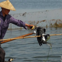 Cormorant Fishing Fun, Guilin Tours