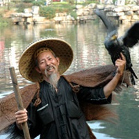 Cormorants Fishing