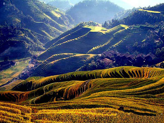 Longji Terraced Rice Fields 