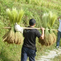 Longji Rice Terraces, Guilin Tours