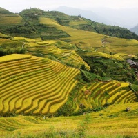 Terracing In China