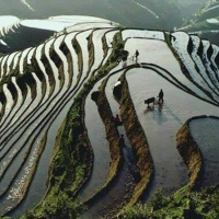 Longji Rice terraces