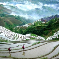 Longji Rice Terraces, Guilin Tours