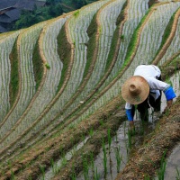 Longji Rice Terraces, Guilin Tours