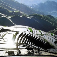 Longsheng terraced paddy fields